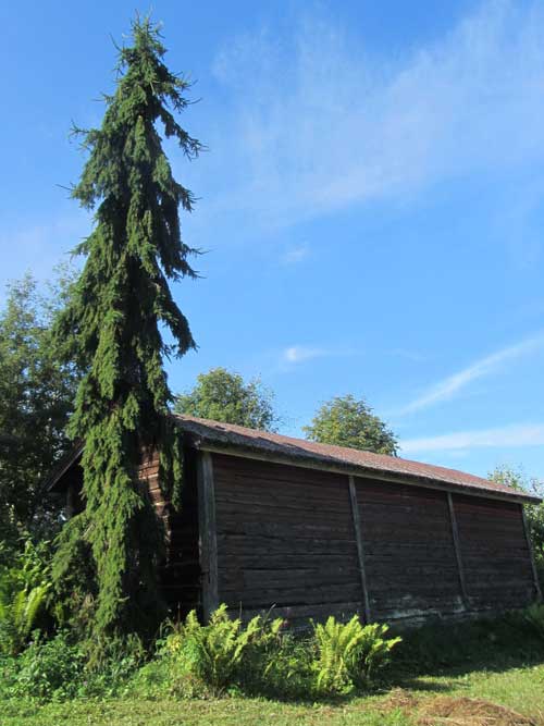 Surukuusi